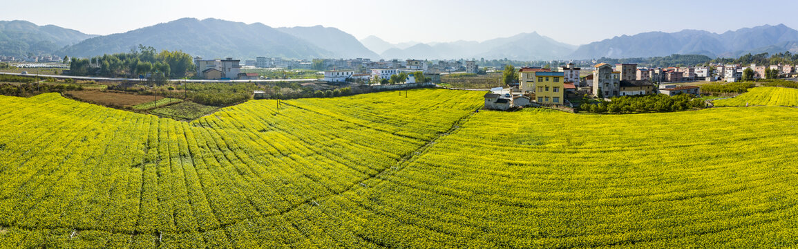 广西蒙山县蔬菜基地菜花盛开