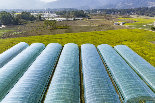 广西蒙山县蔬菜基地菜花盛开