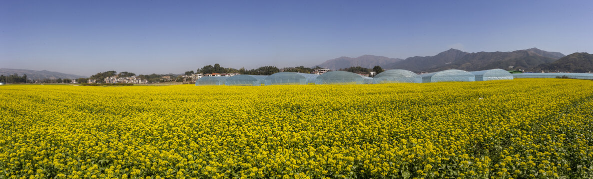 广西蒙山县蔬菜基地菜花盛开