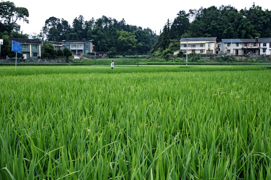 田园风光