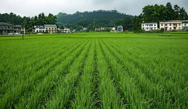 田园风光