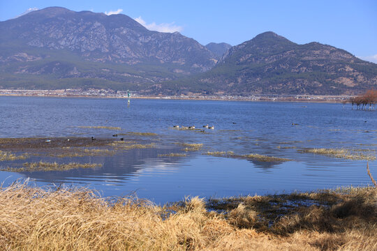 云南丽江拉市海风景