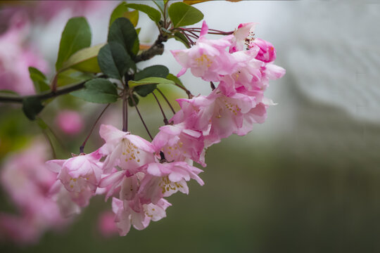 桃花