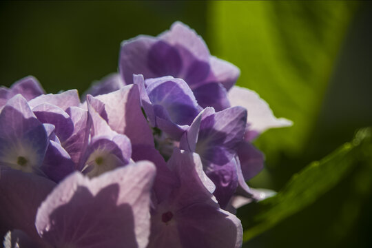 花卉