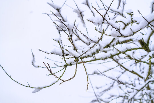 雪景