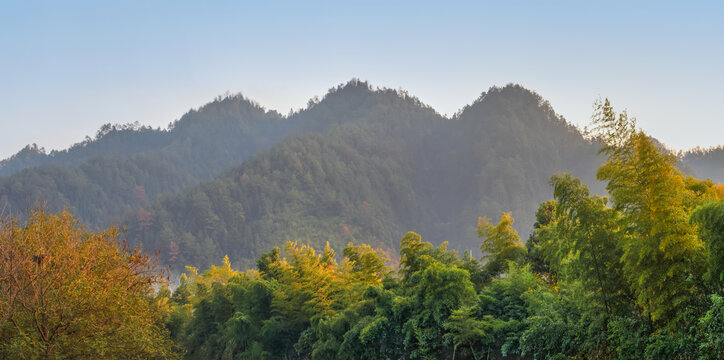 婺源县清华村竹林