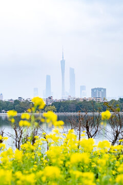 广州海珠湖油菜花风光