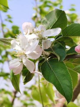 苹果花