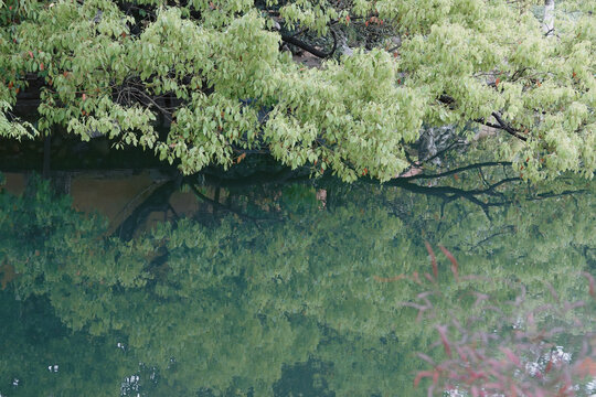 嘉兴湖畔树叶倒影绿色
