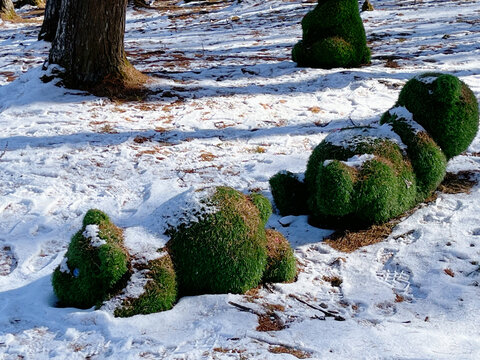 川西森林熊白雪雪地