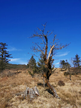 川西高原枯木天空