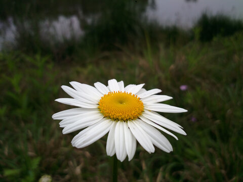 宾菊花