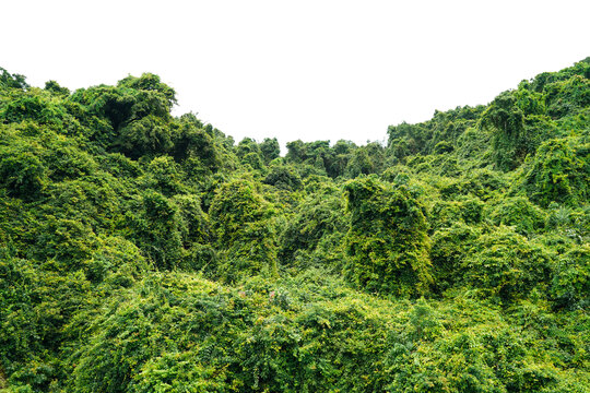 热带雨林植被