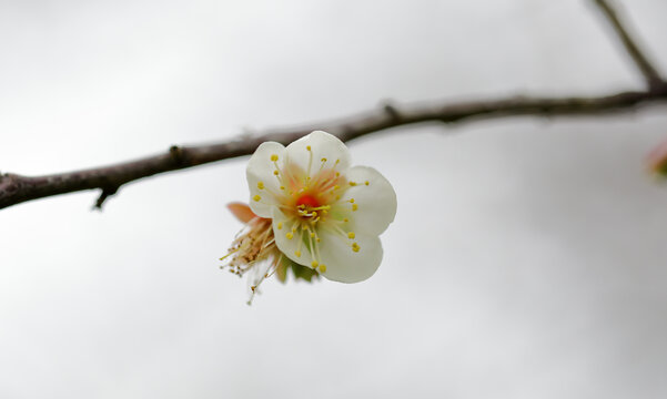 白色梅花