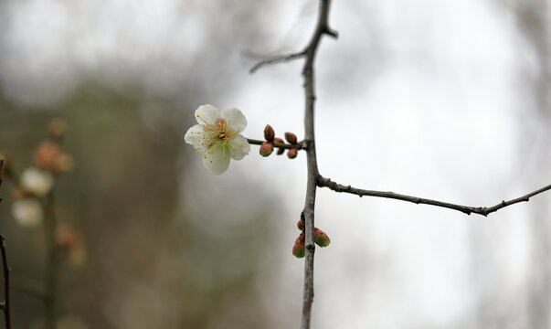 白色梅花