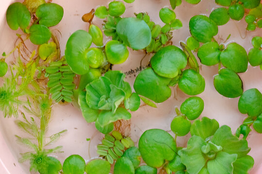 浮萍水中植物