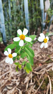 野花鬼针草