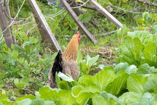 菜地散养土鸡