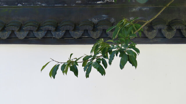 植物靠墙特写