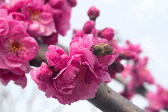 红梅和蜜蜂