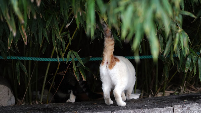 流浪猫