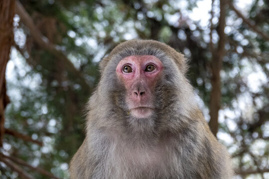 张家界武陵源猴子