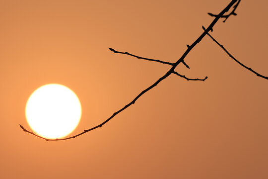 树枝上的太阳