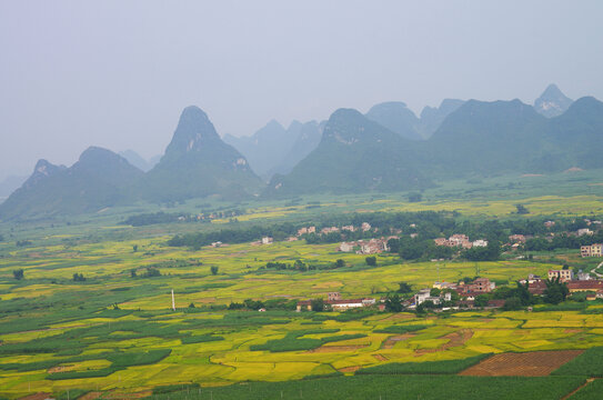 美丽乡村稻田