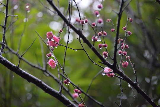 梅花