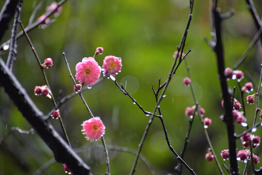 红梅花