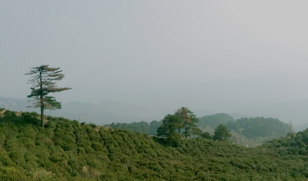 自然风景茶山
