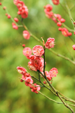 红梅花