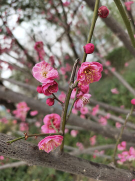 腊梅花