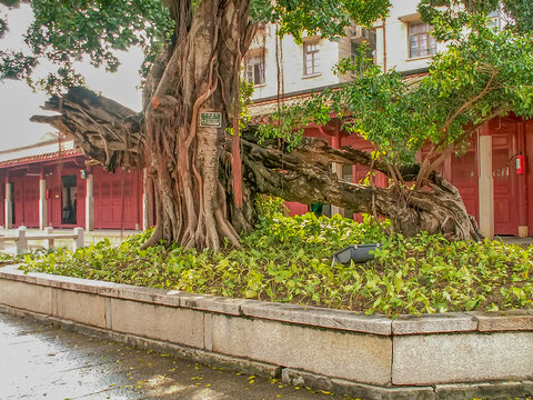 泉州府文庙古树