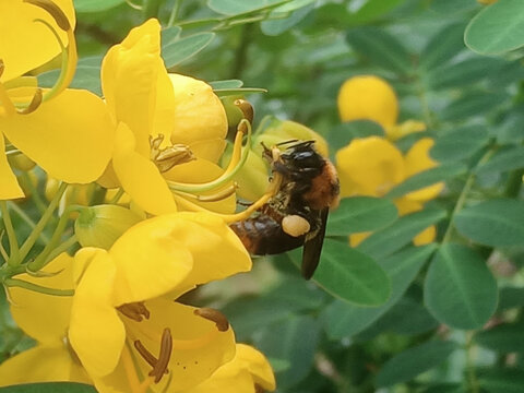 花蜜蜂