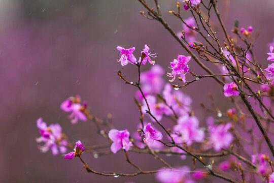 春雪杜鹃花