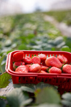 在草莓田里的一筐红草莓