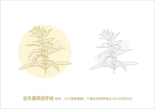 芝麻手绘芝麻花