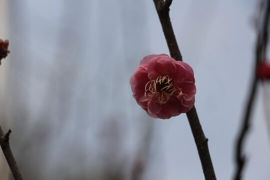 寒冬梅花香满庭