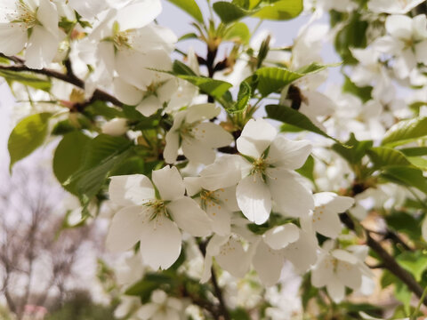 白樱花