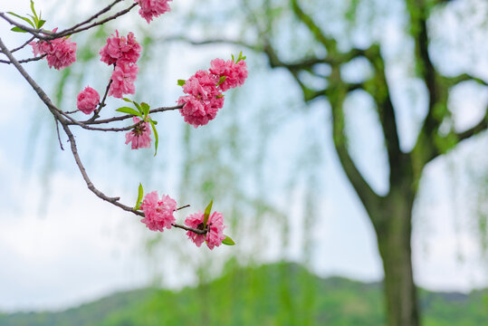 春天的桃花柳树