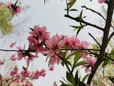 桃花碧桃