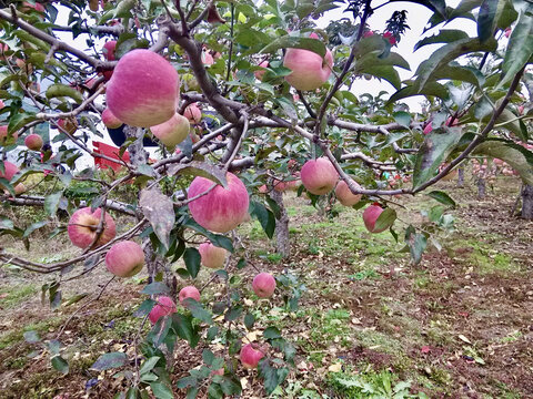 苹果树