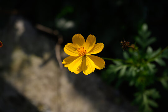 盛开的菊花