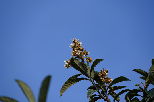 盛开的枇杷花