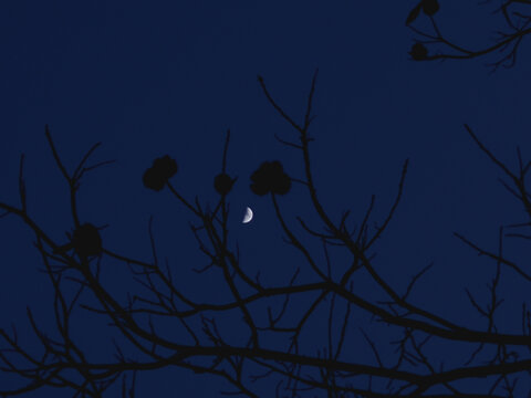 月亮下的栗树