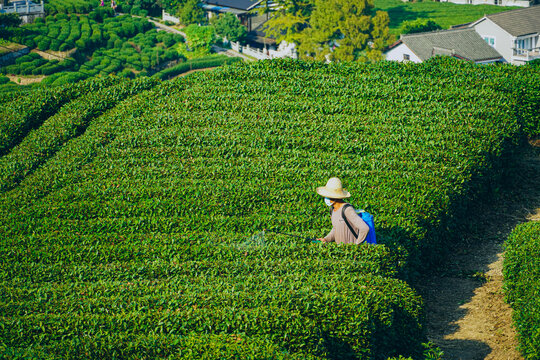 植物杭州风貌龙井村茶山