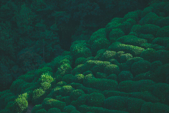 植物杭州风貌龙井村茶山