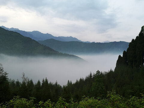 高山晨雾