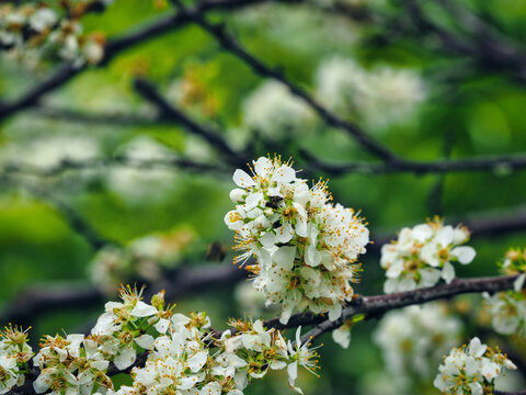 李花